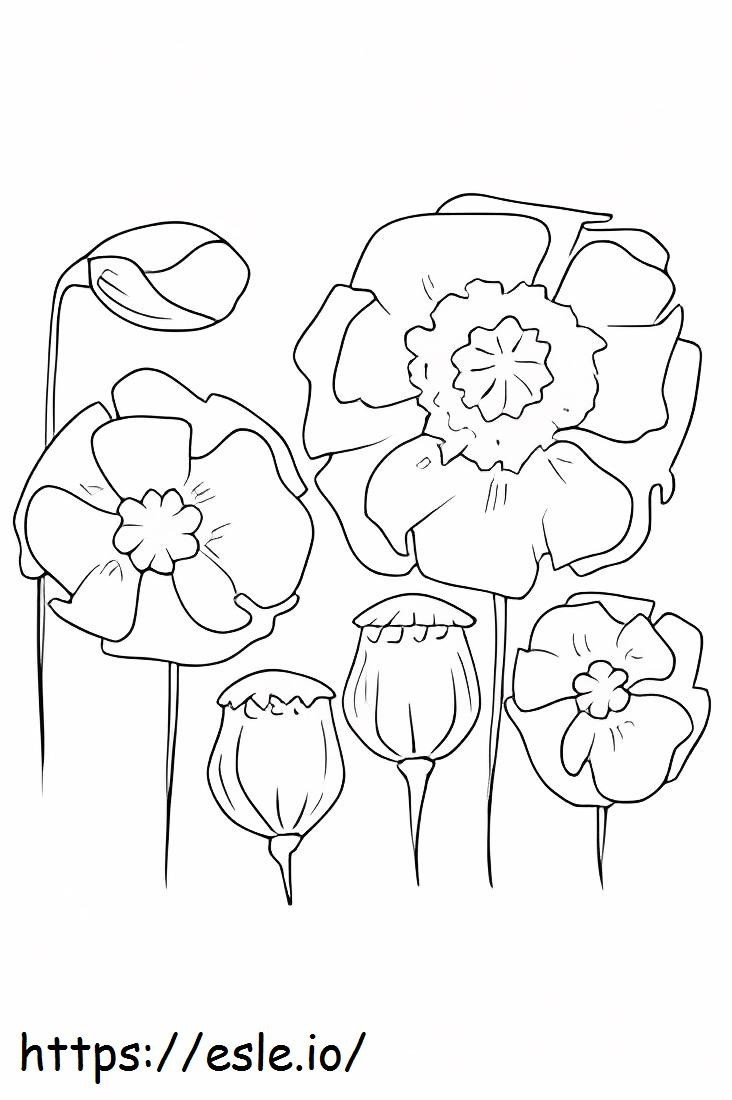 Enam bunga poppy Gambar Mewarnai