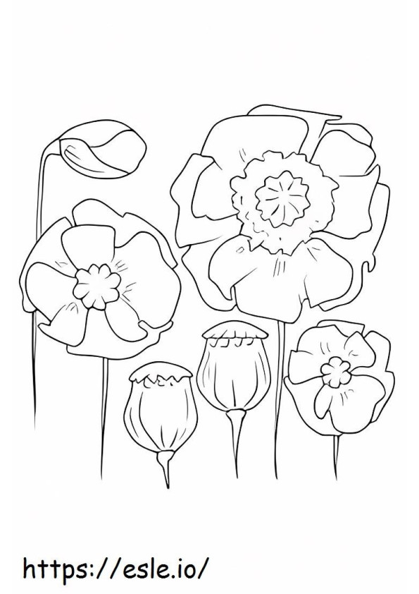 Sechs Mohnblumen ausmalbilder