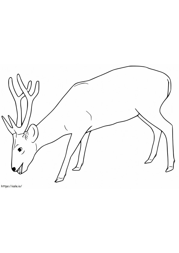Red Deer Eating coloring page