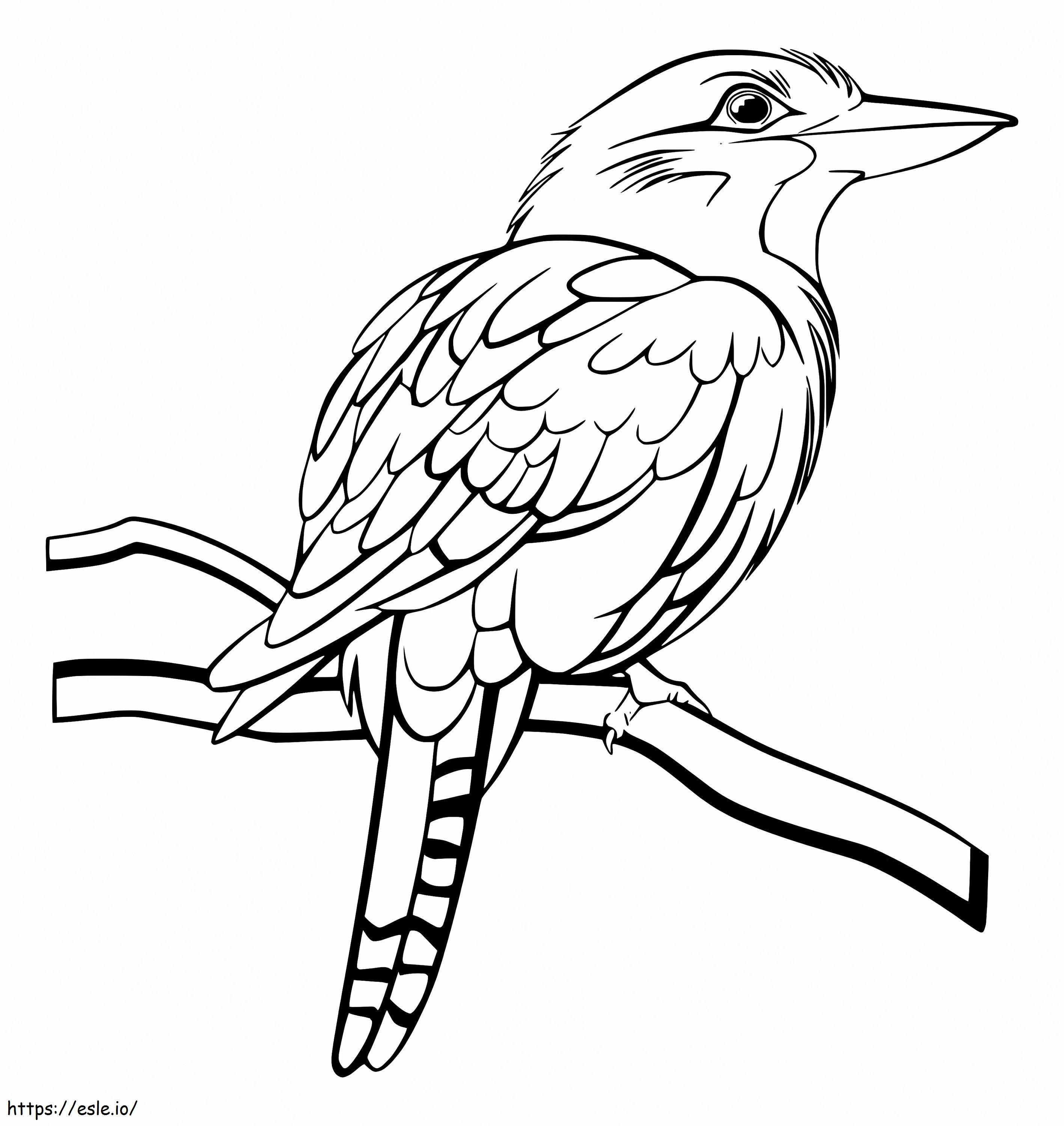Kookaburra em um galho para colorir
