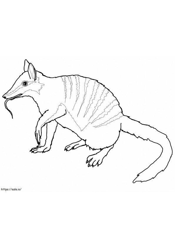 Australian Numbat coloring page