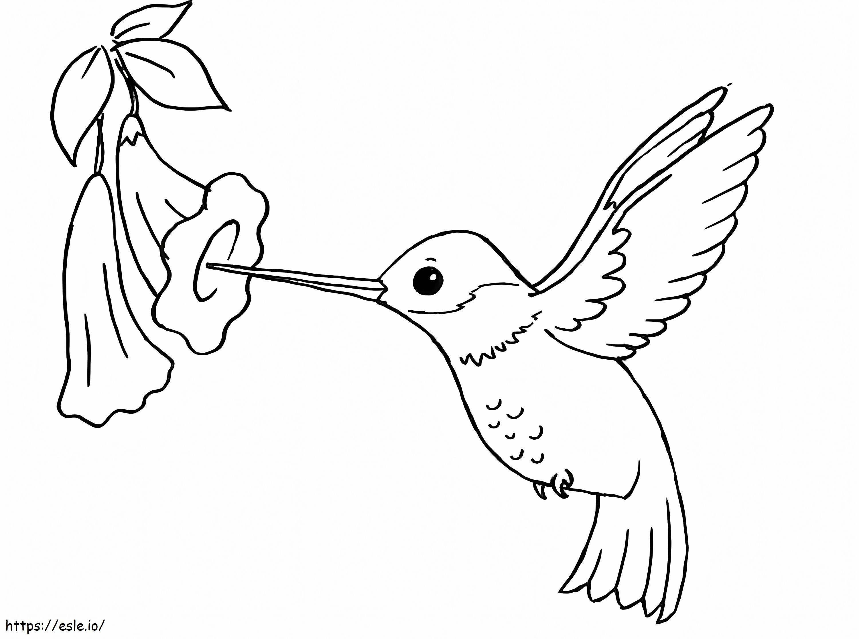 Burung Kolibri Normal Dengan Bunga Gambar Mewarnai