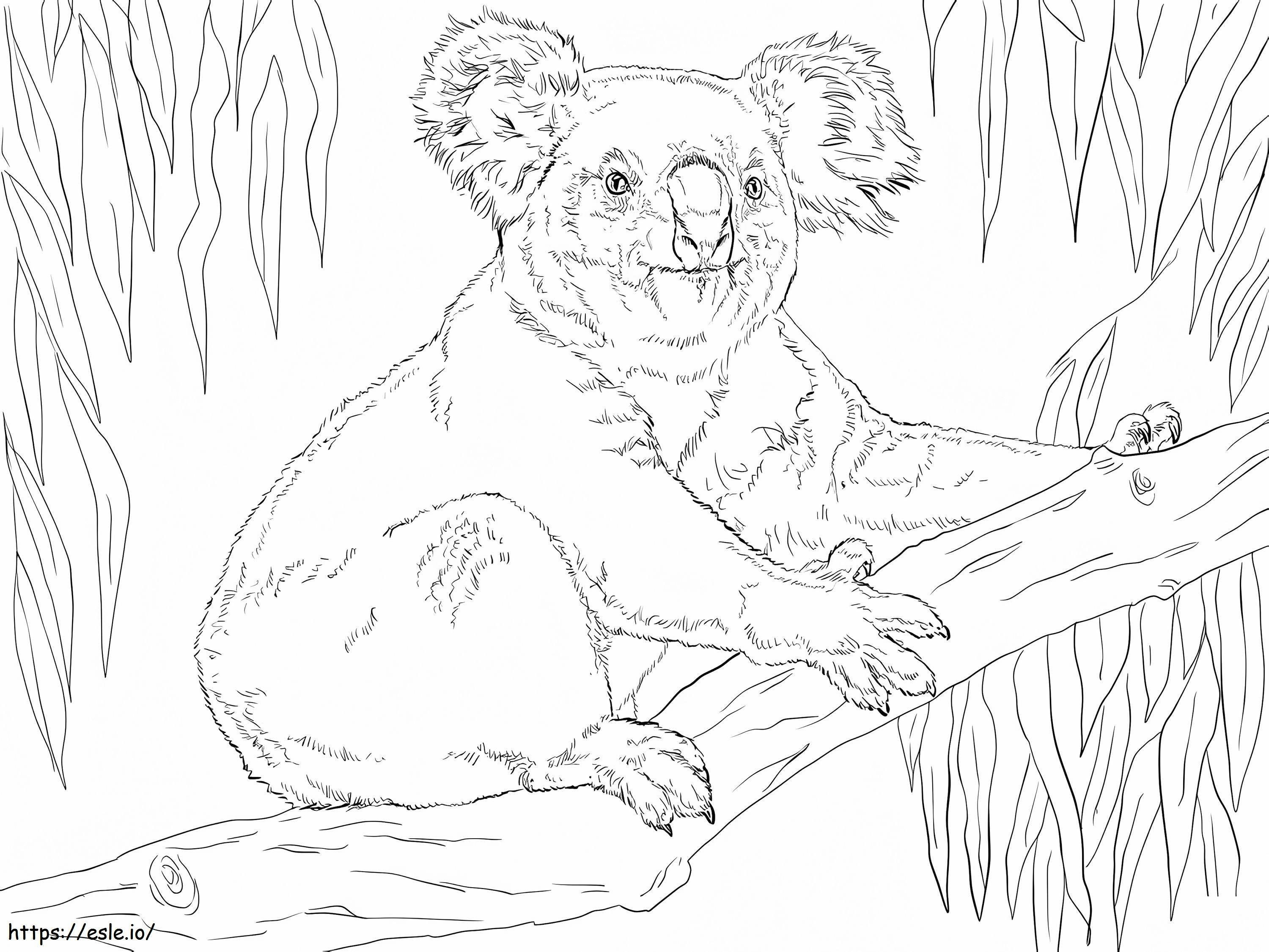 1594343602 Koala sentado en una rama para colorear