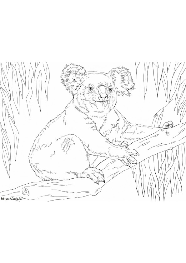 1594343602 Koala sentado en una rama para colorear