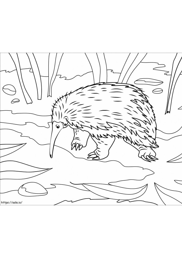 Western Long Beaked Echidna coloring page