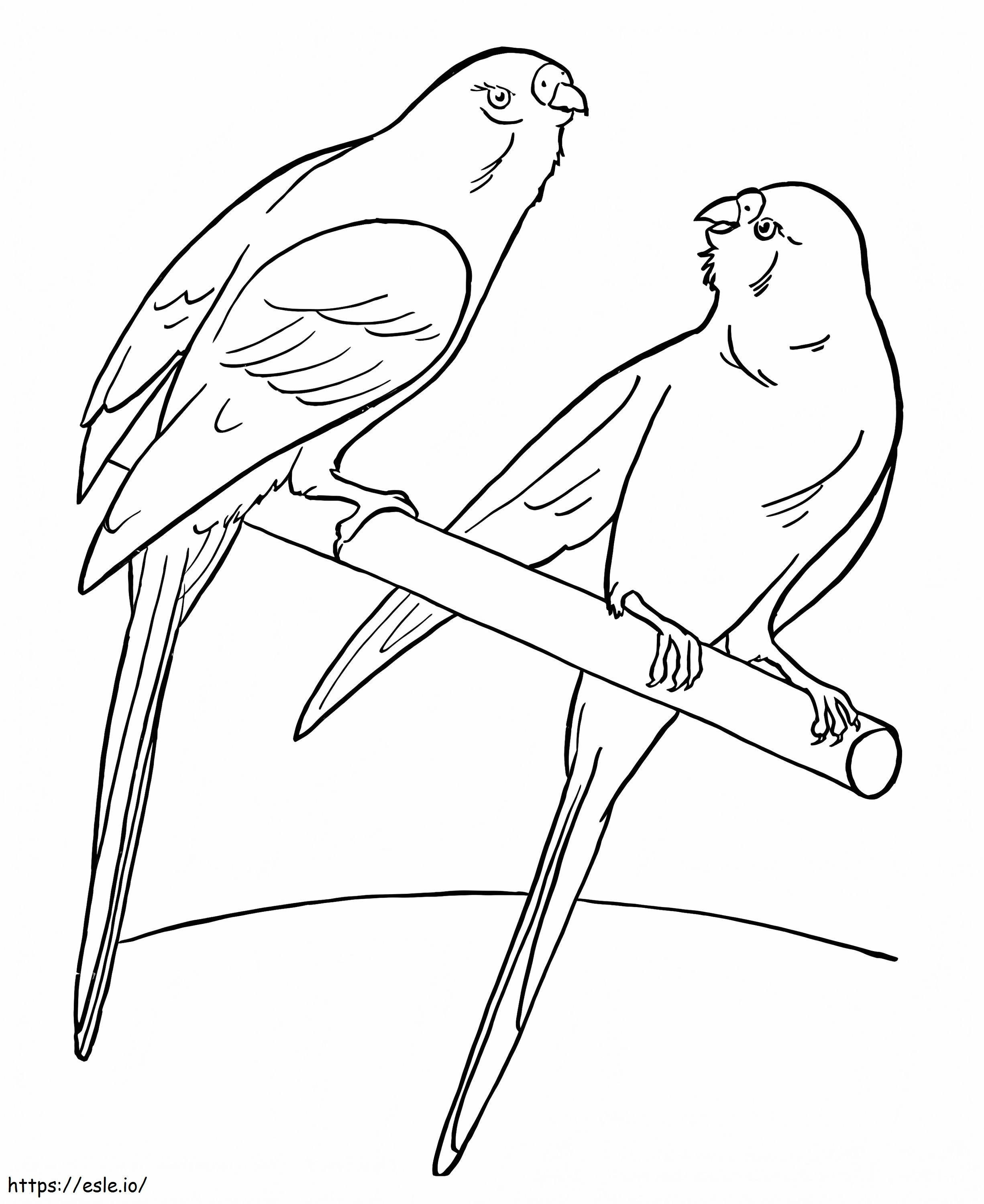 Coloriage Oiseaux de compagnie à imprimer dessin
