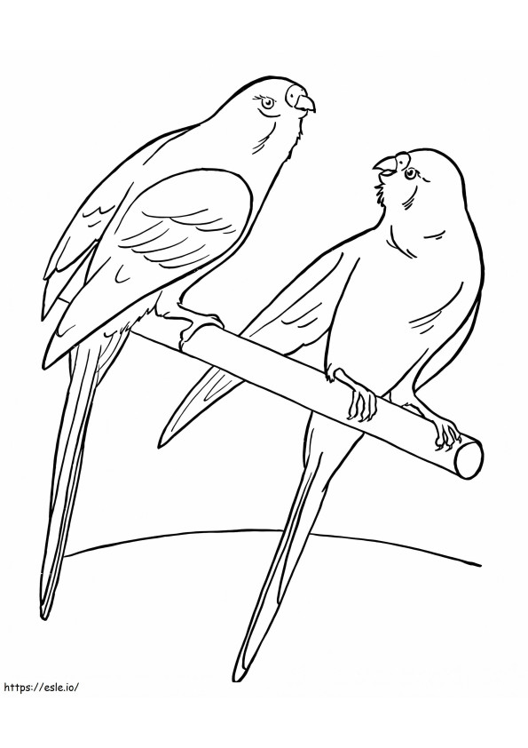Păsări de companie de colorat