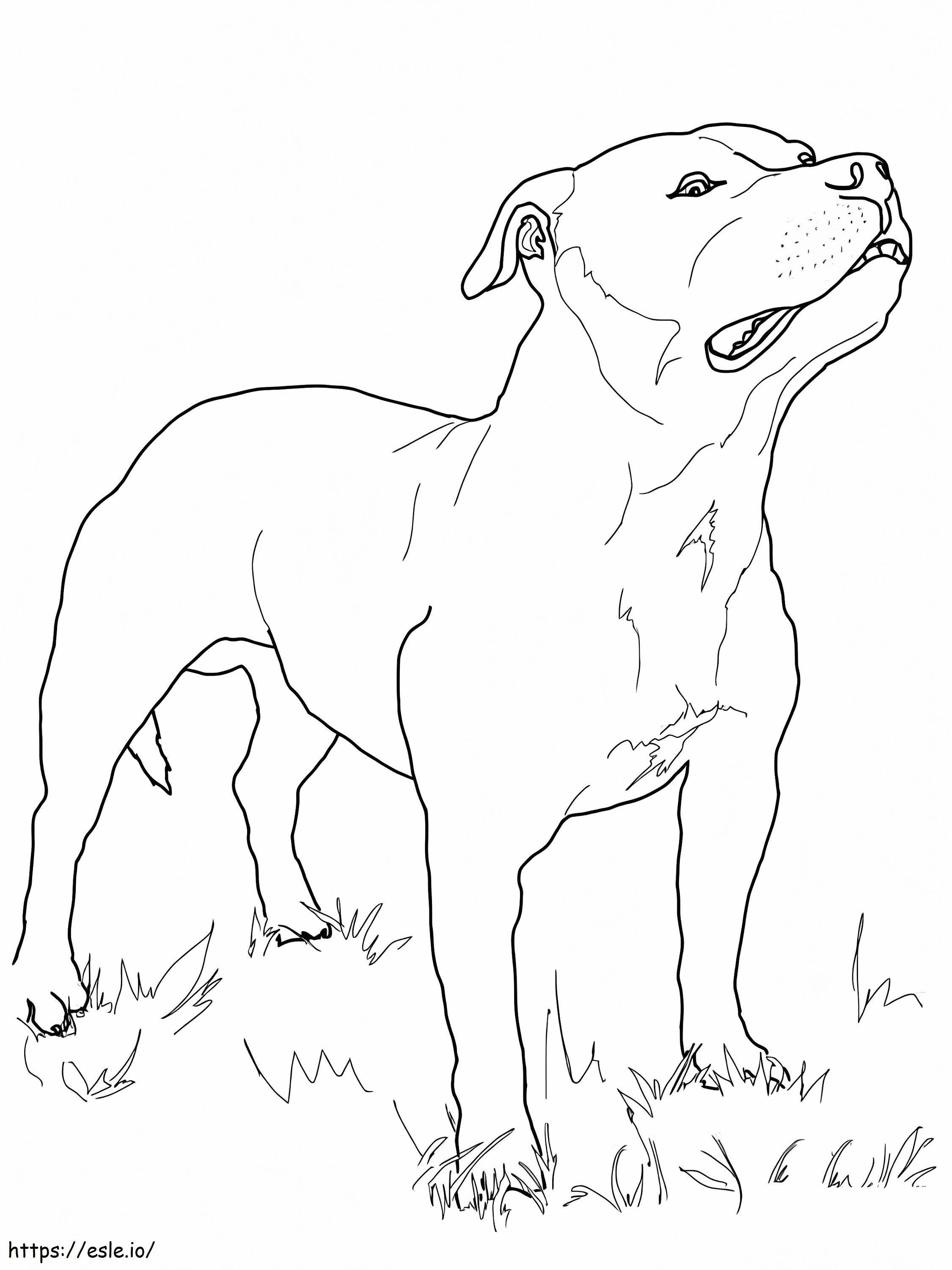 Pitbull On Grass coloring page