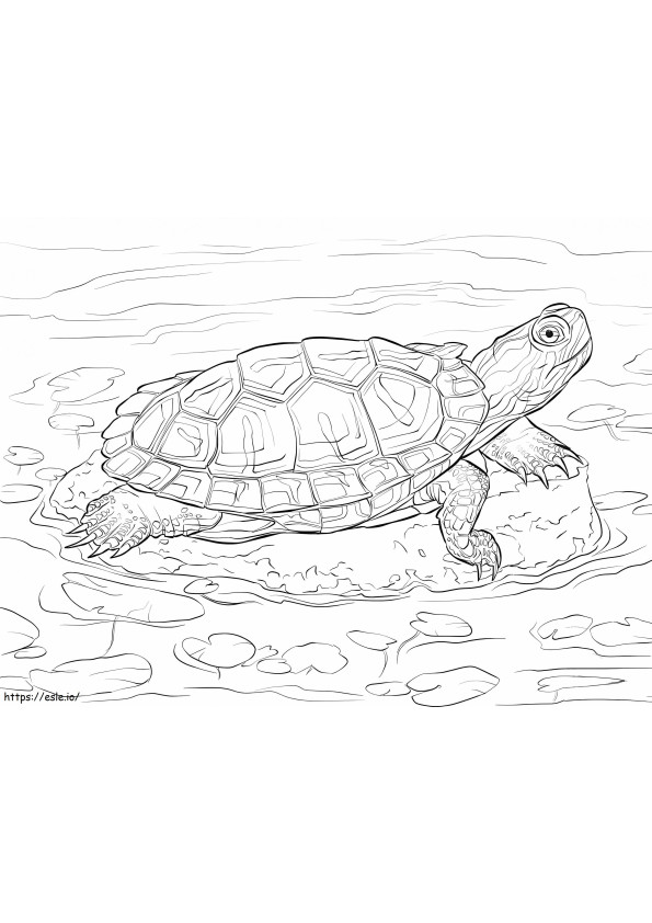 Rotohr-Schmuckschildkröte ausmalbilder