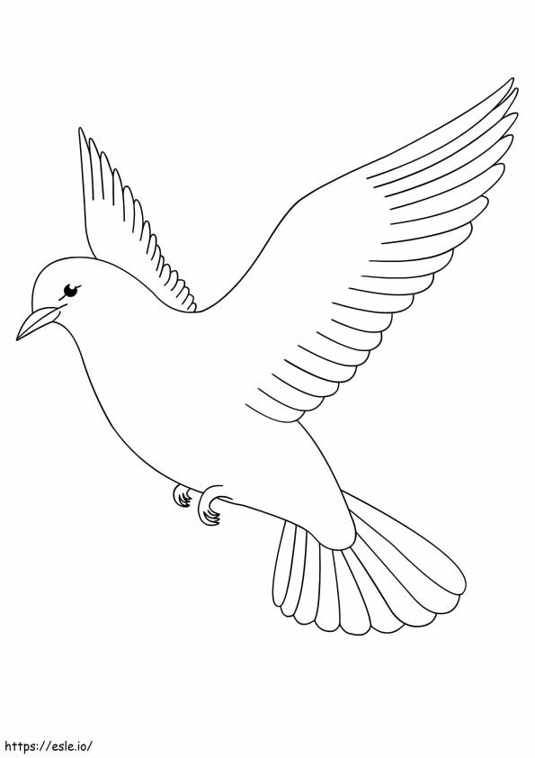 Beautiful Pigeon