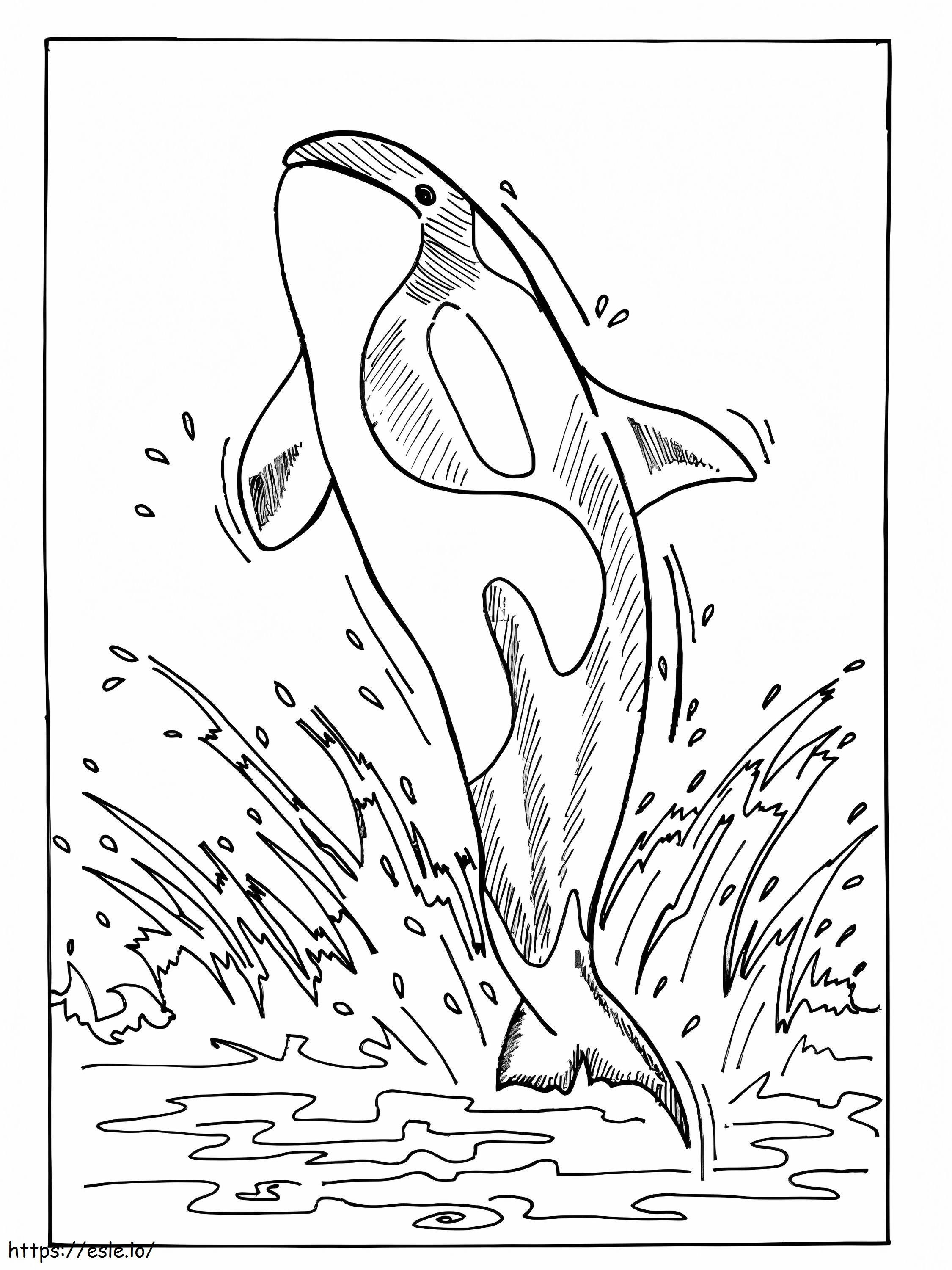 Balena ucigașă imprimabilă gratuită de colorat