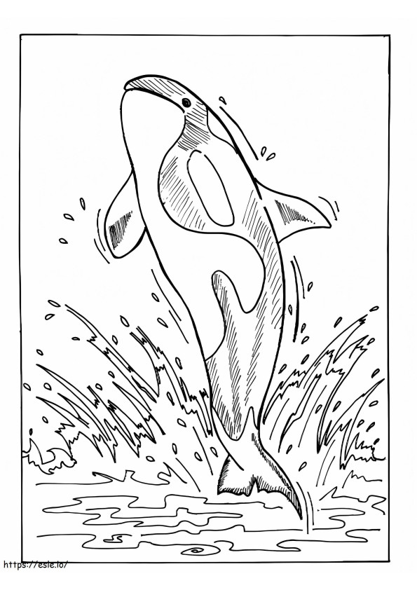 Killer Whale Free Printable coloring page