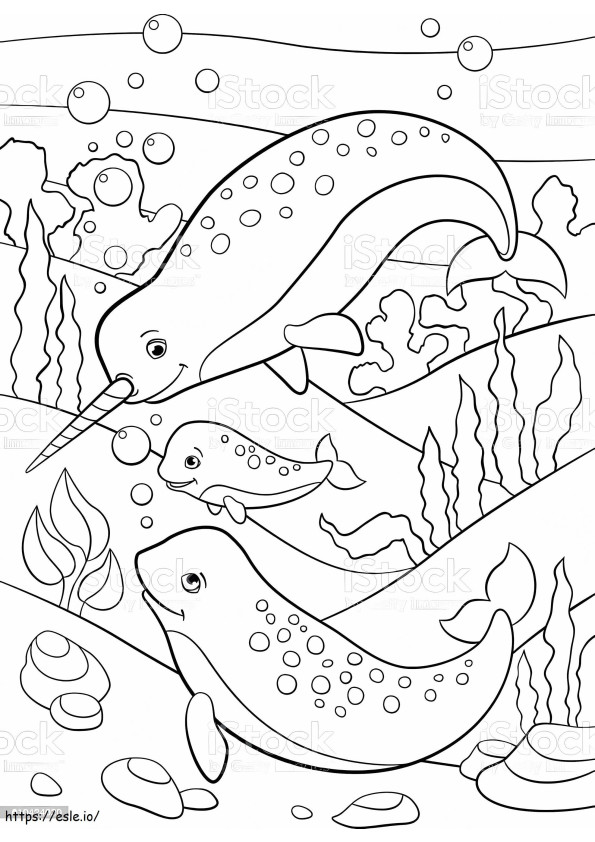 Mother Father And Baby Narwhals Swimming