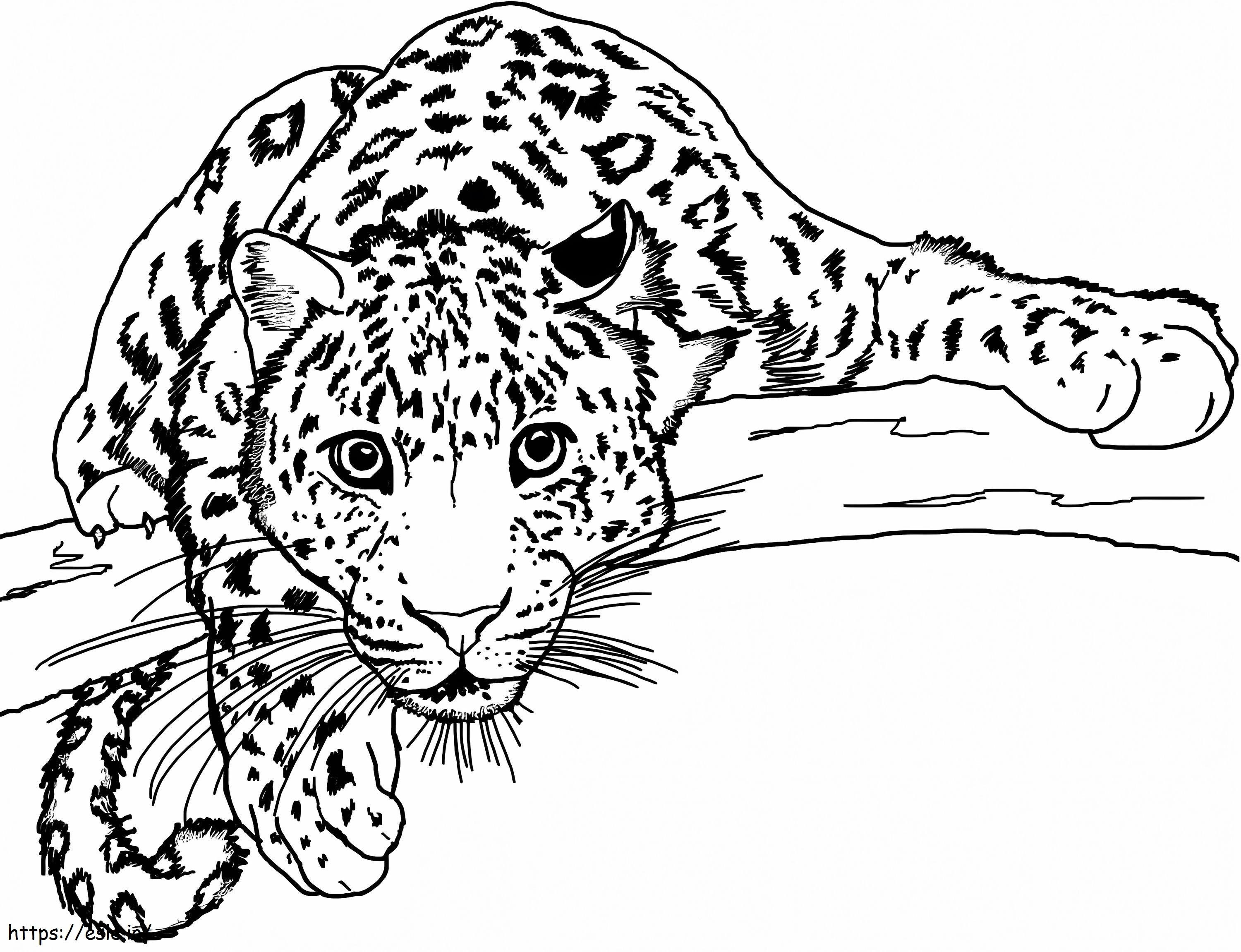 Leopárd Egy Ág kifestő
