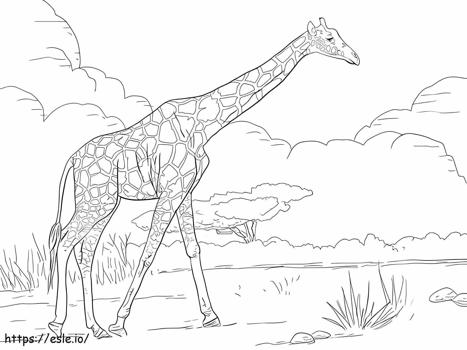 1529035065 Girafa Reticulada para colorir