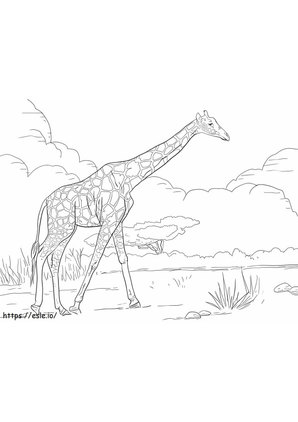 Coloriage 1529035065 Girafe réticulée à imprimer dessin