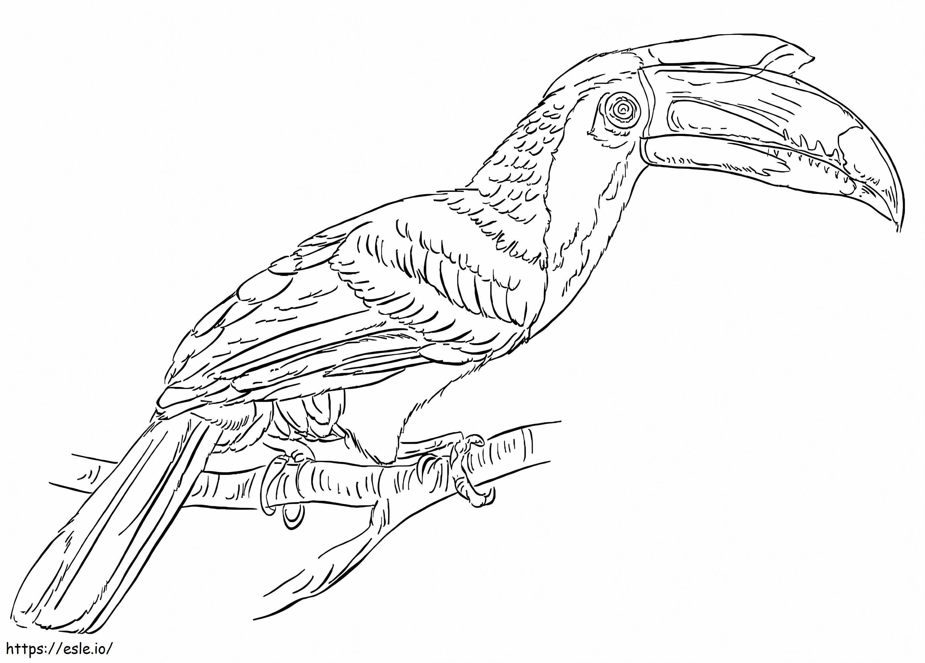 Malabar Bonte Neushoornvogel kleurplaat kleurplaat