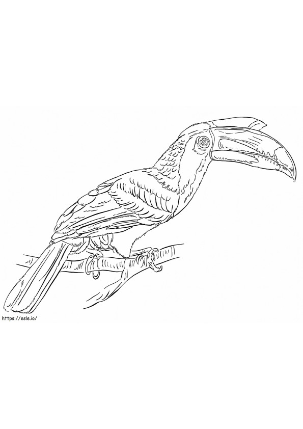 Malabar Bonte Neushoornvogel kleurplaat