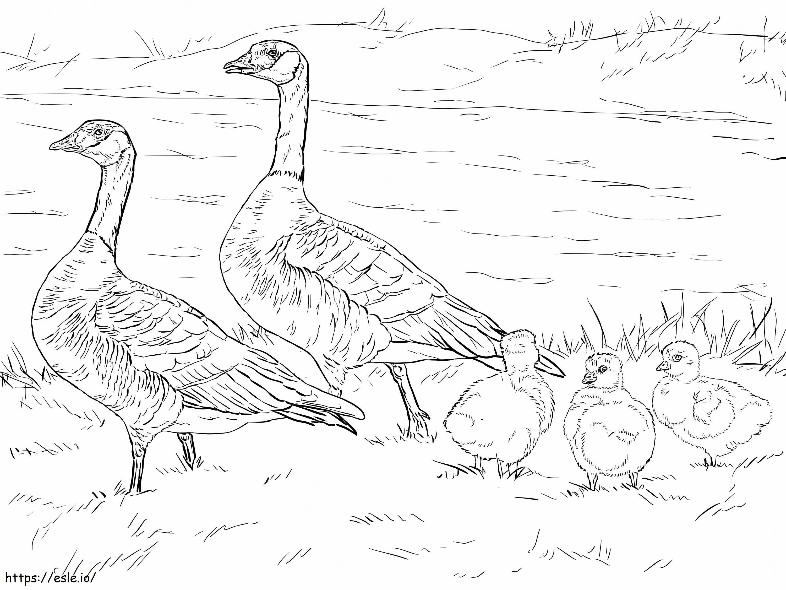Coloriage Famille de l'Oie de Husky à imprimer dessin