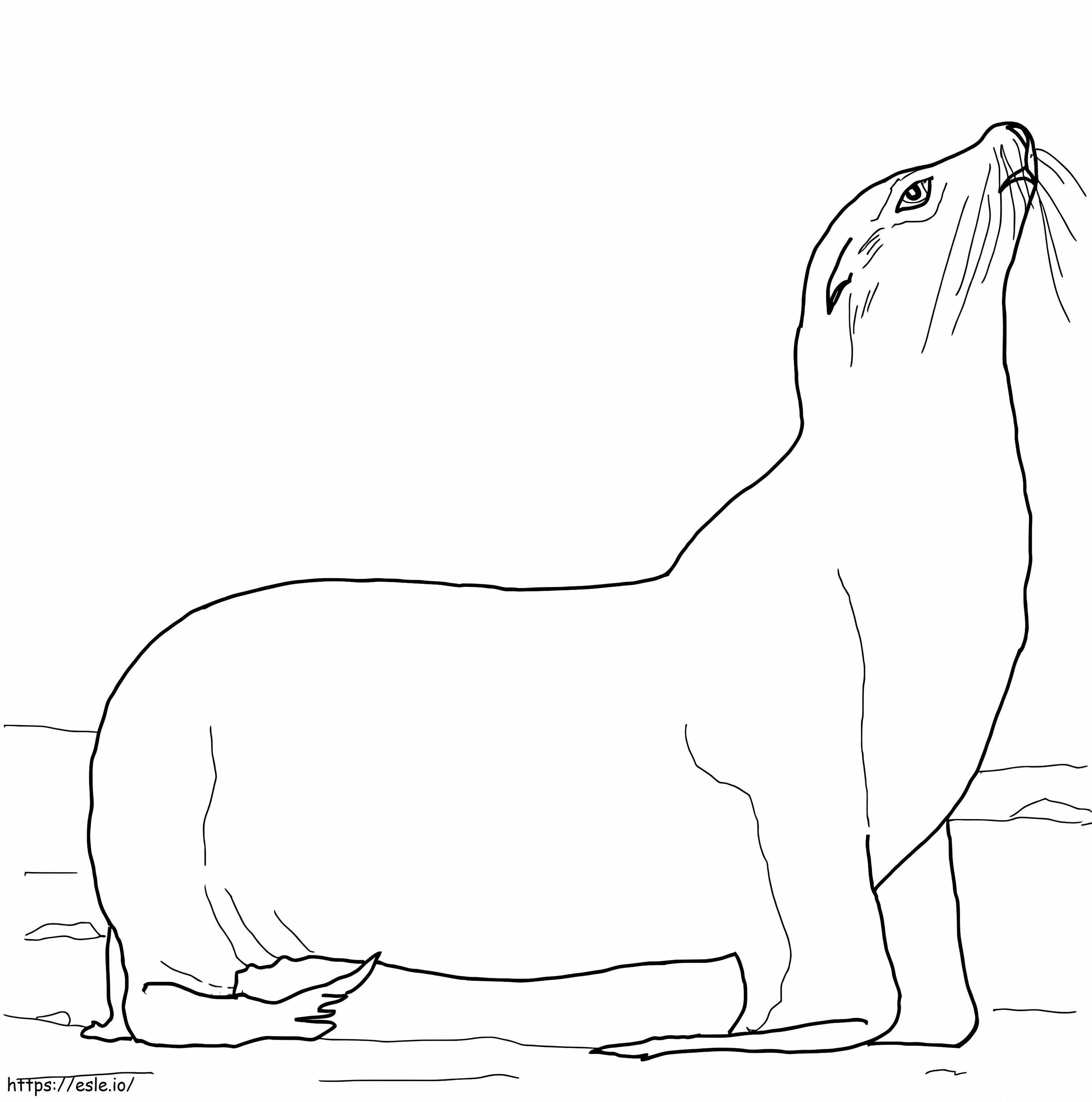 Kalifornijski lew morski 1 kolorowanka