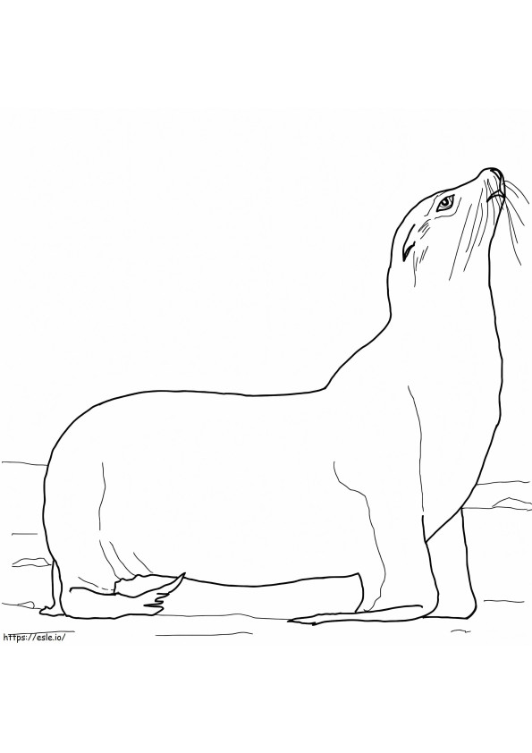 Leul de mare din California 1 de colorat