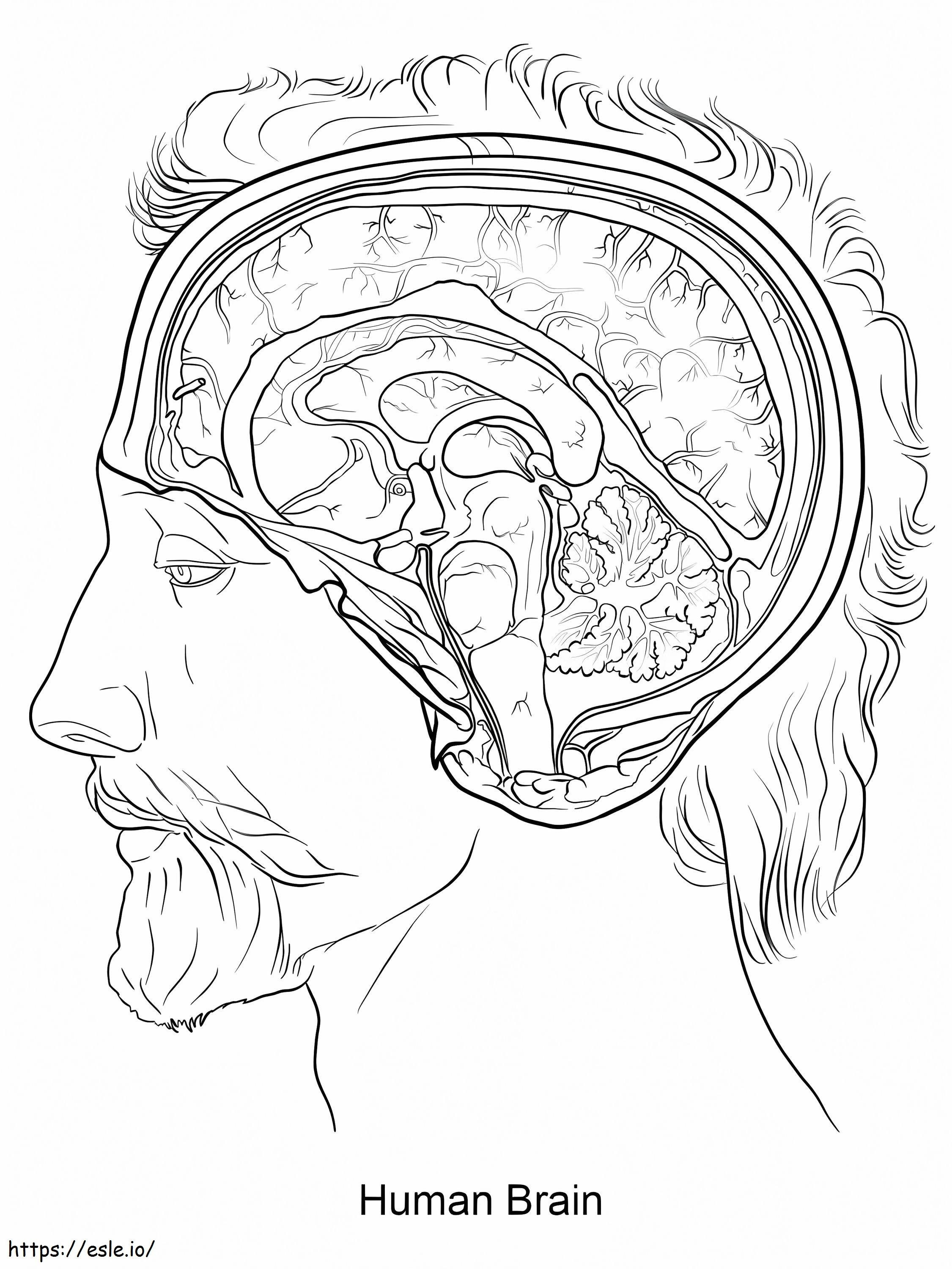 Coloriage Cerveau humain 1 à imprimer dessin