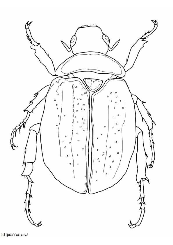 Scarab Beetle de colorat