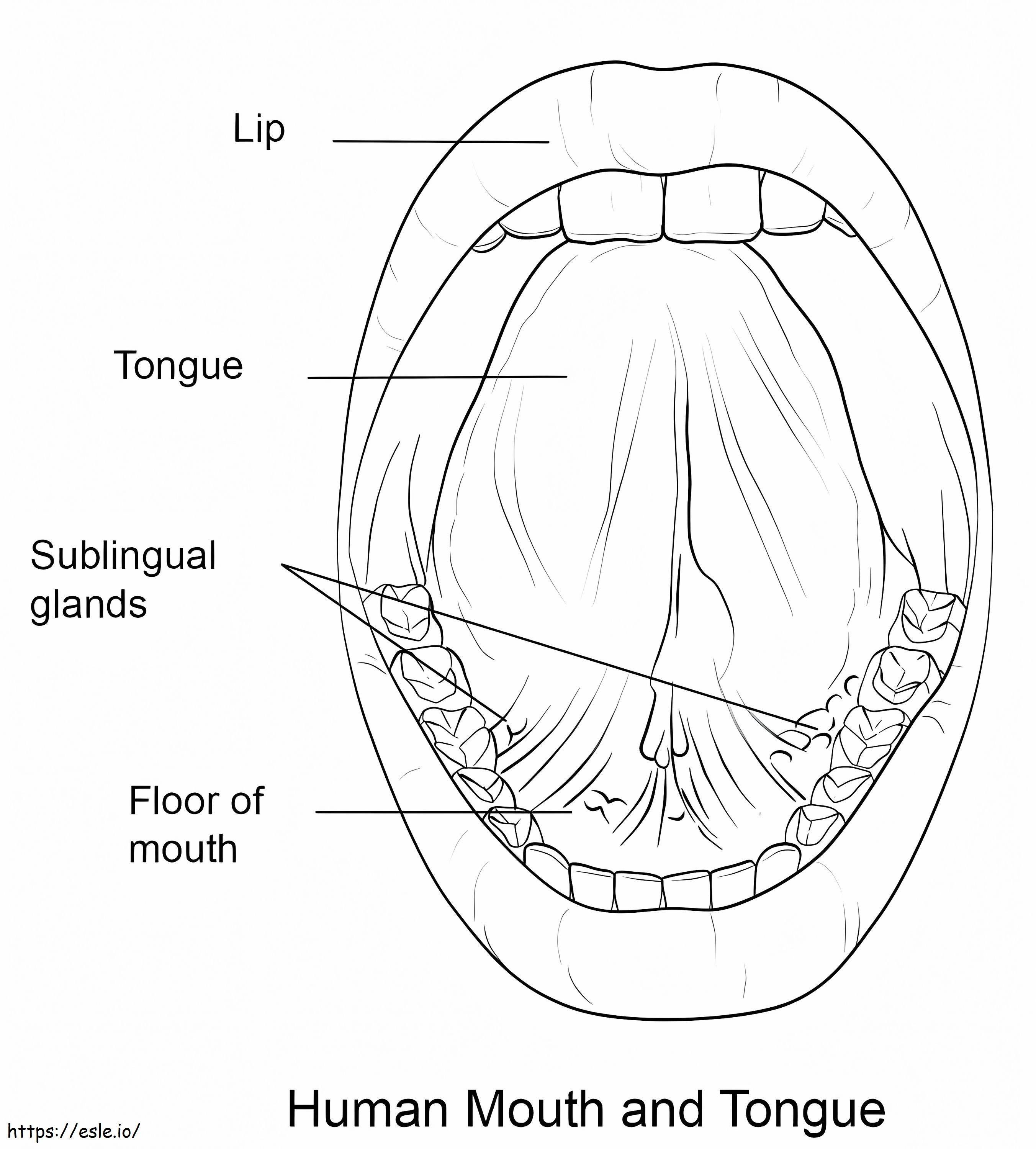 Human Mouth And Tongue coloring page
