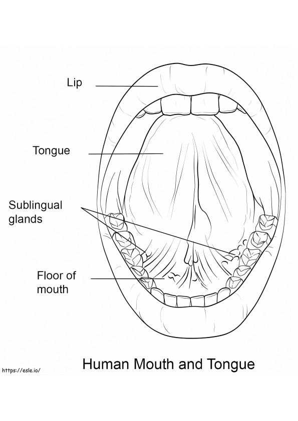 Menselijke mond en tong kleurplaat