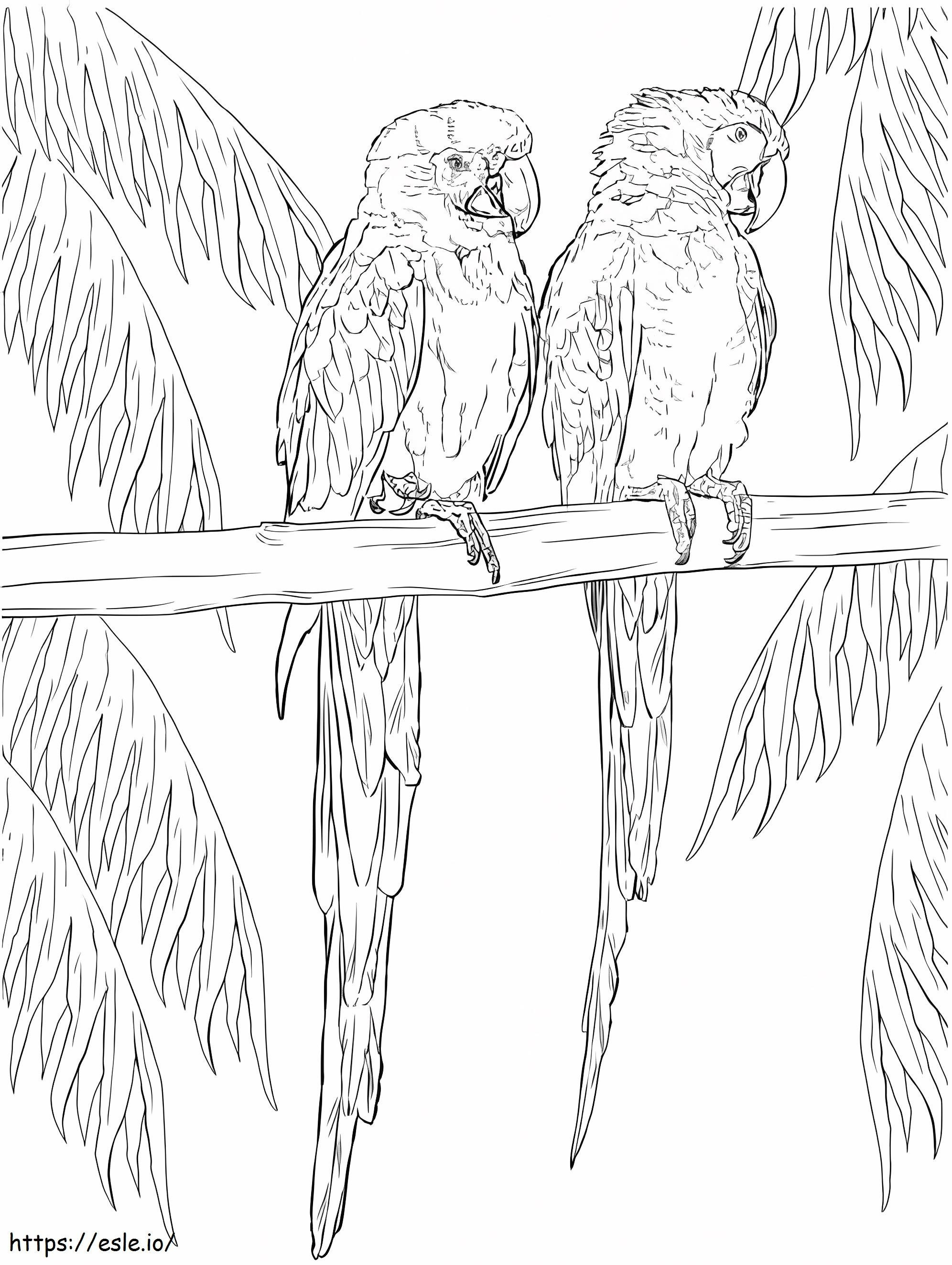 Două Macaw adulte de colorat
