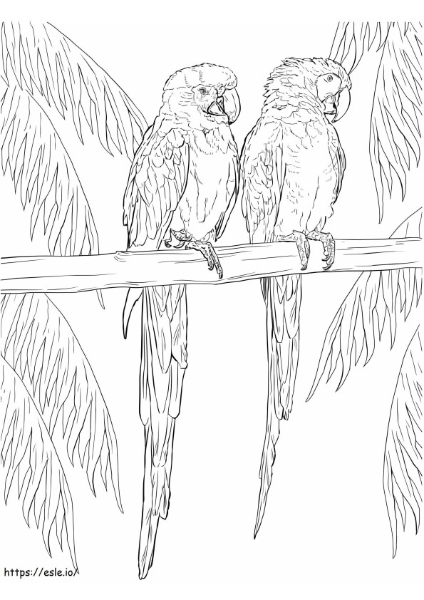大人のコンゴウインコ 2 羽 ぬりえ - 塗り絵