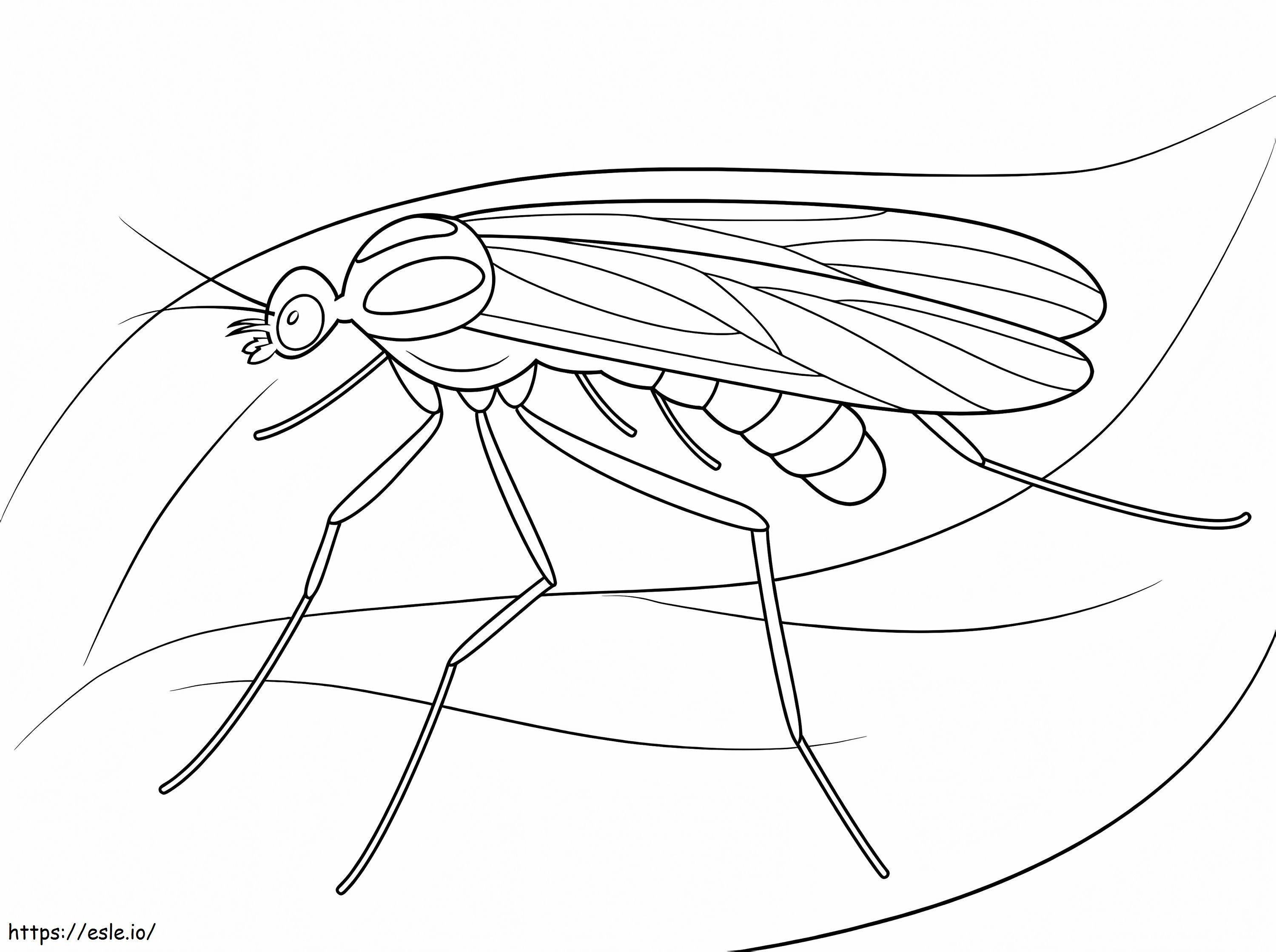 Window Gnat coloring page