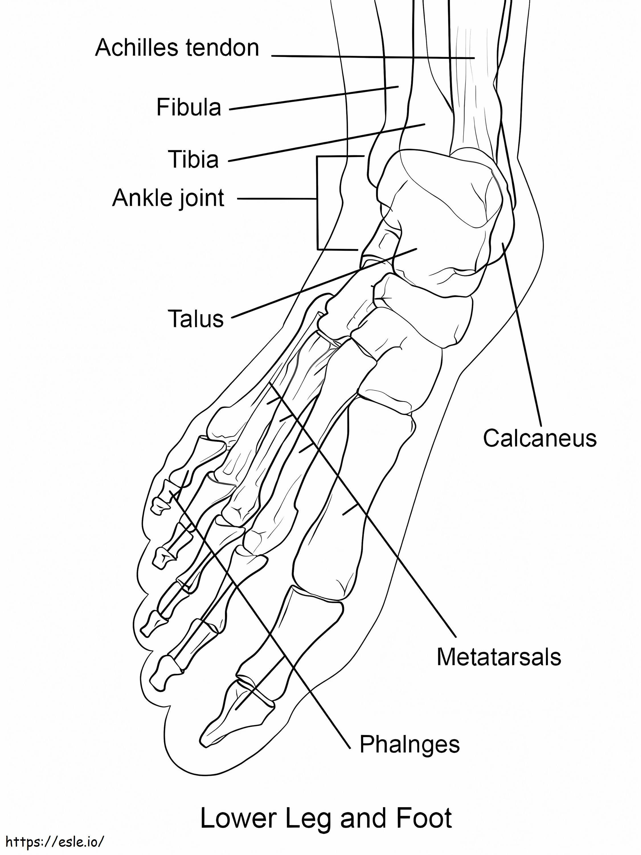 Oasele piciorului uman de colorat