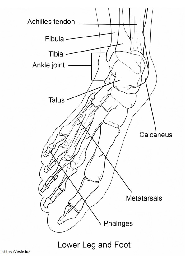 Huesos del pie humano para colorear