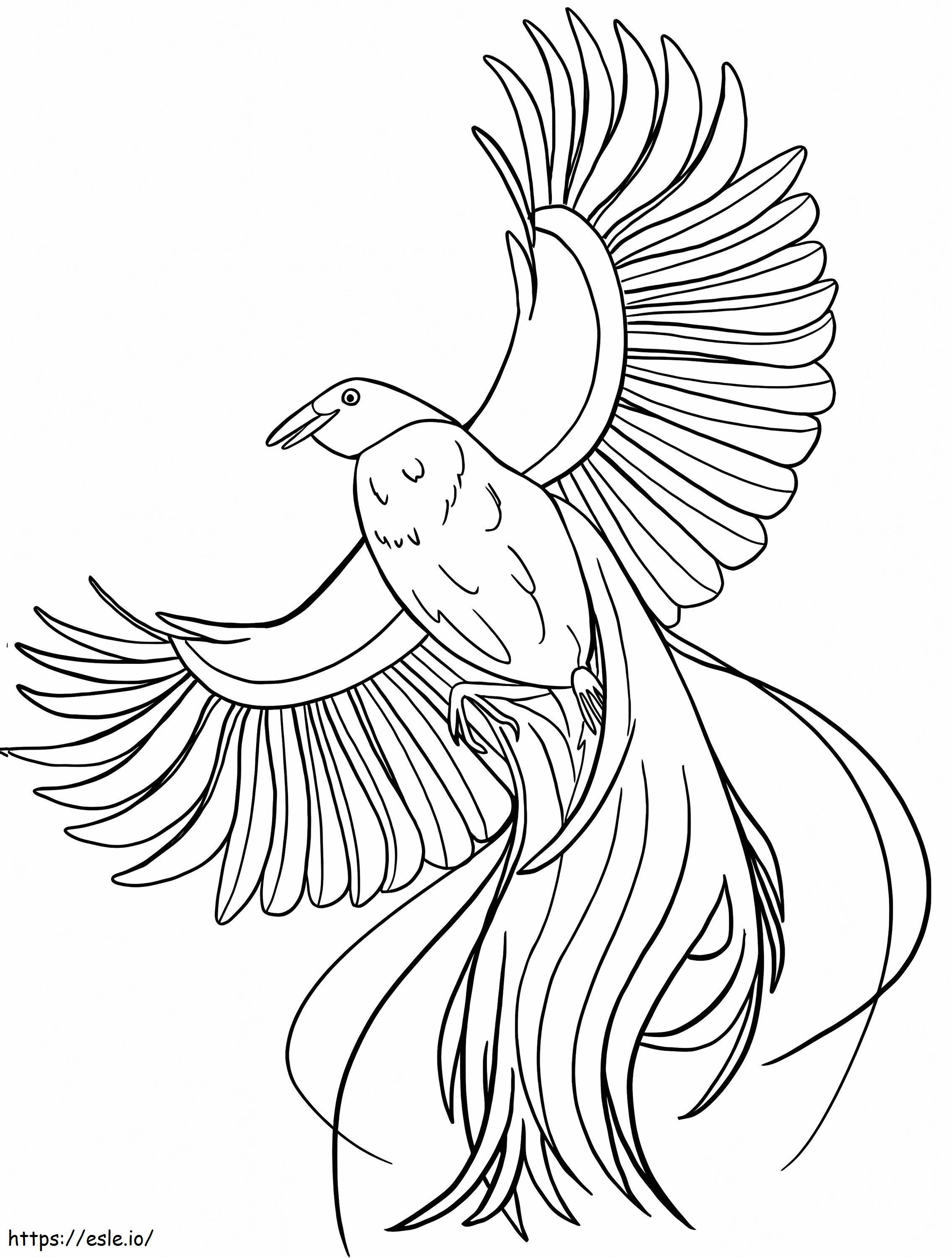 Coloriage Oiseau de paradis 3 à imprimer dessin