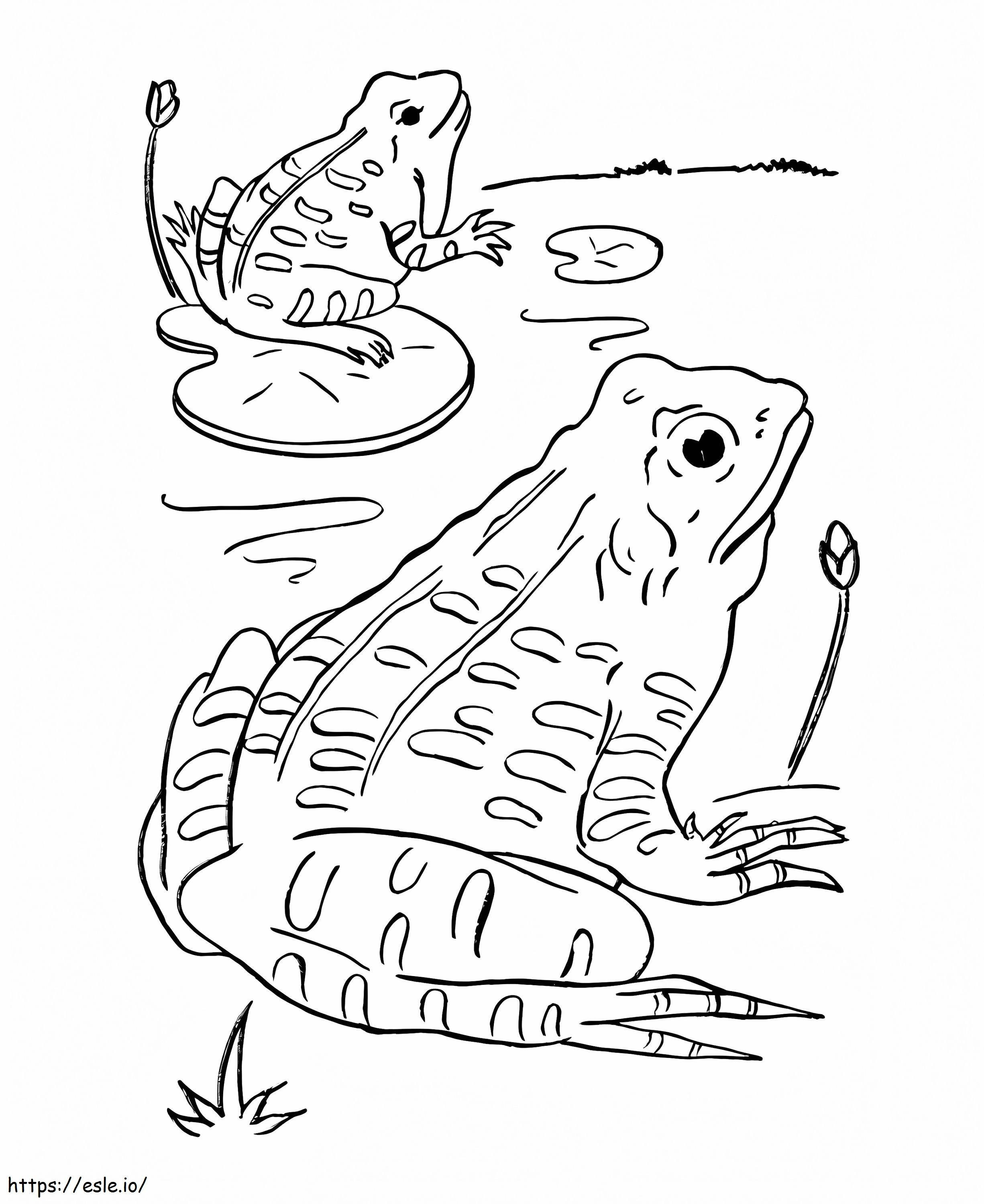 Two Basic Frogs coloring page