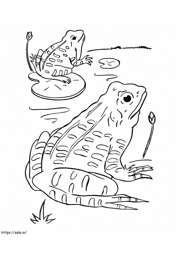 Two Basic Frogs coloring page