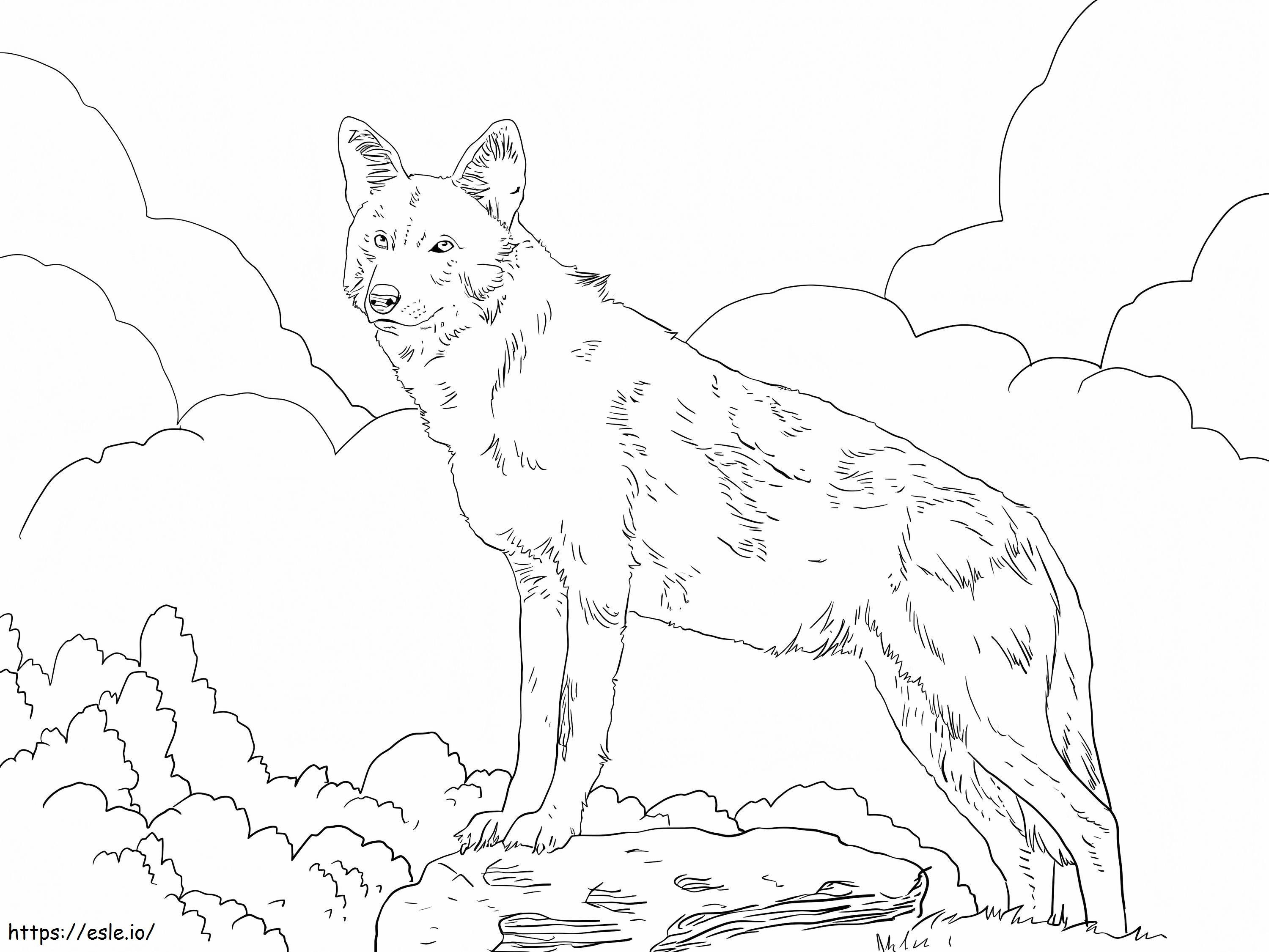 Serigala Merah Amerika Utara Gambar Mewarnai