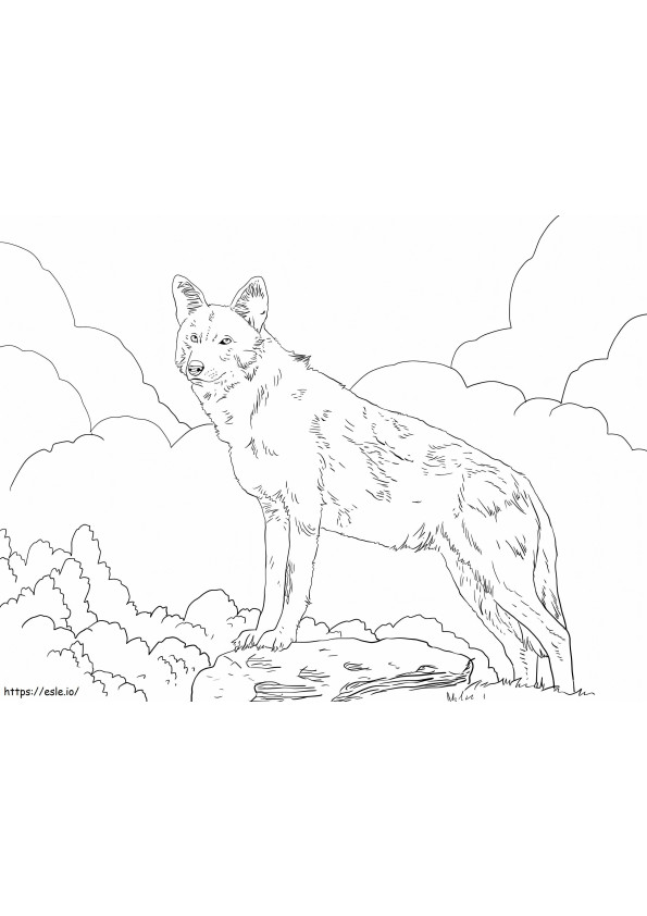North American Red Wolf coloring page