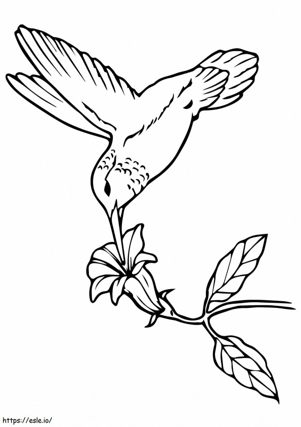 Coloriage 1526460886 Colibri sirotant du nectar A4 à imprimer dessin