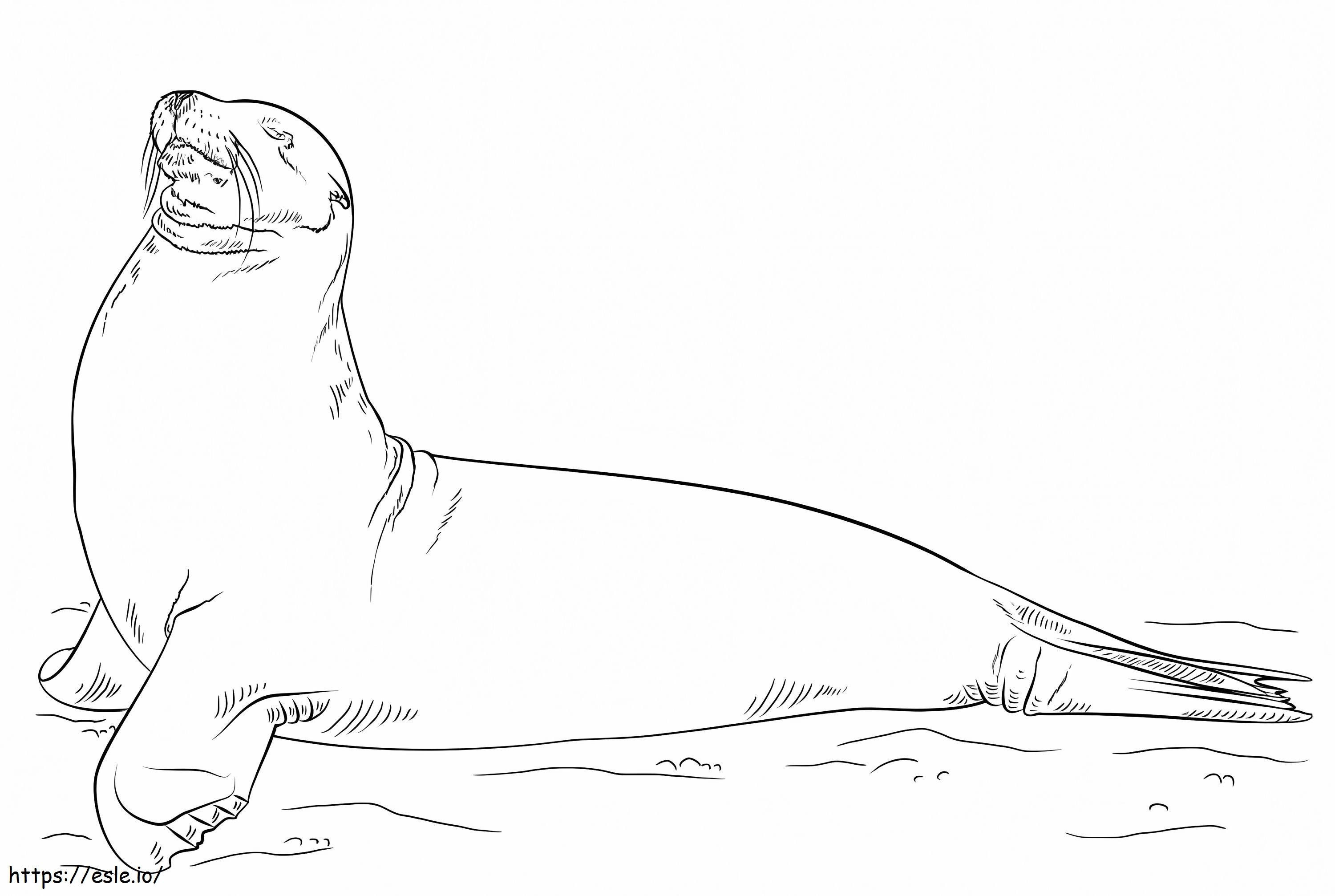Coloriage Lion de mer des Galapagos posant à imprimer dessin