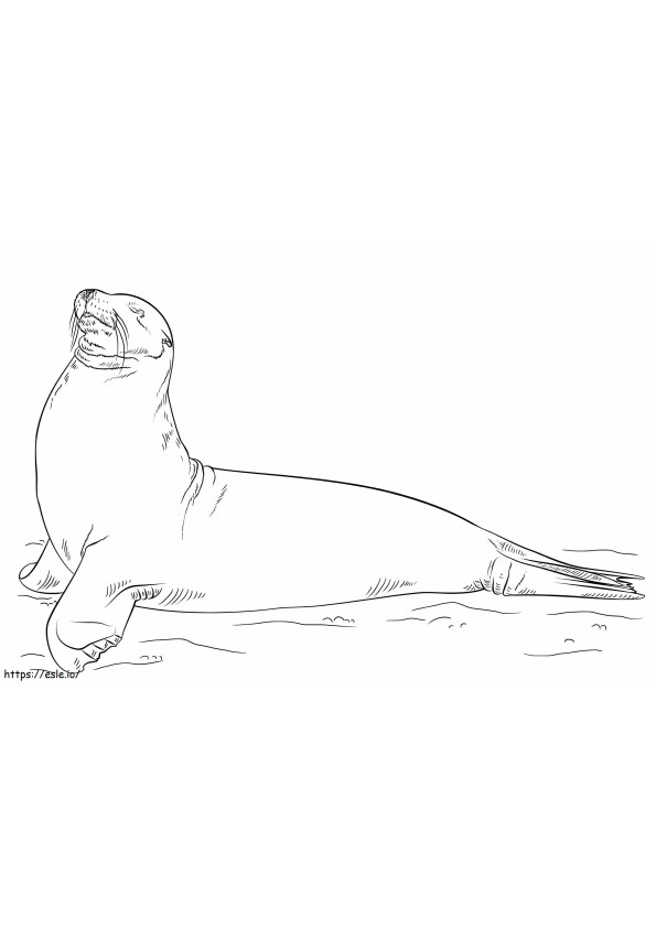 Singa Laut Galapagos Berpose Gambar Mewarnai