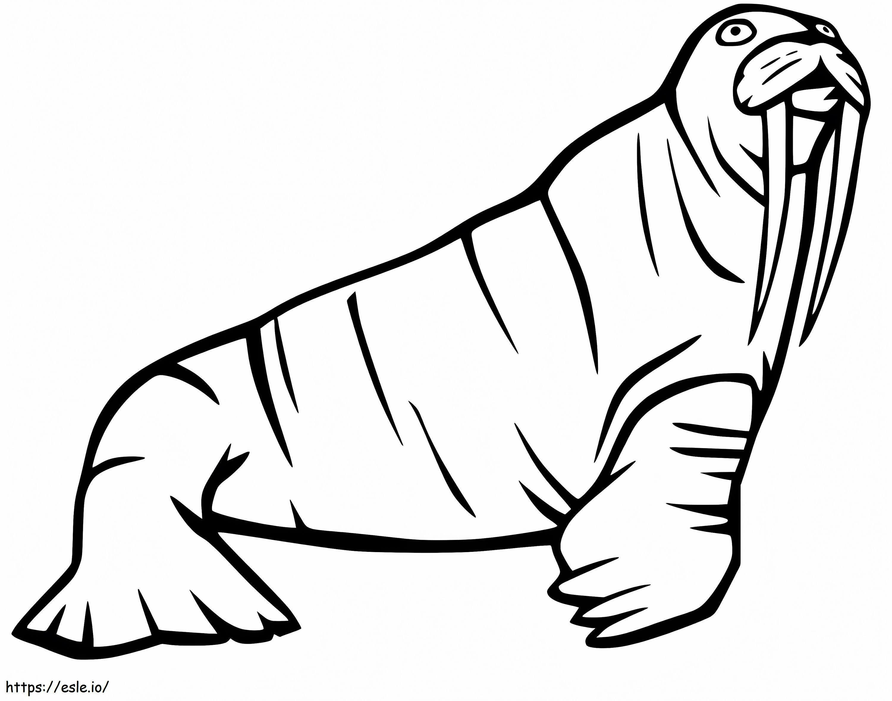 Walrus 10 coloring page
