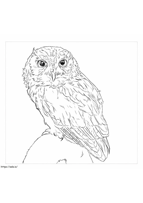 Eastern Screech Owl coloring page
