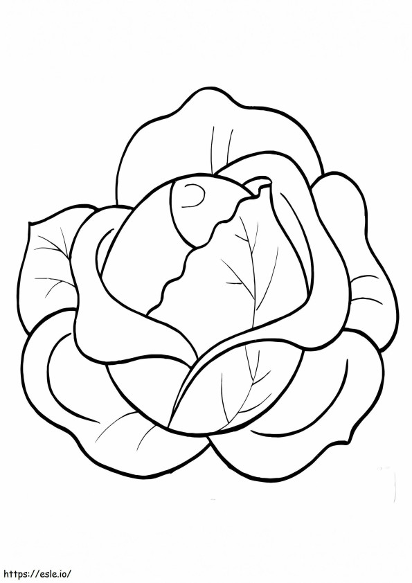 Normal Cabbage 1 coloring page