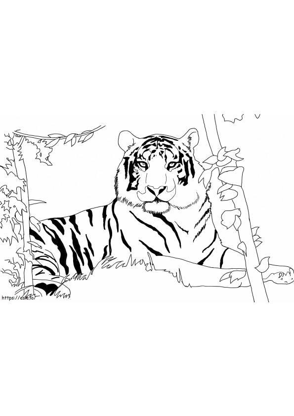 Tigre na natureza para colorir