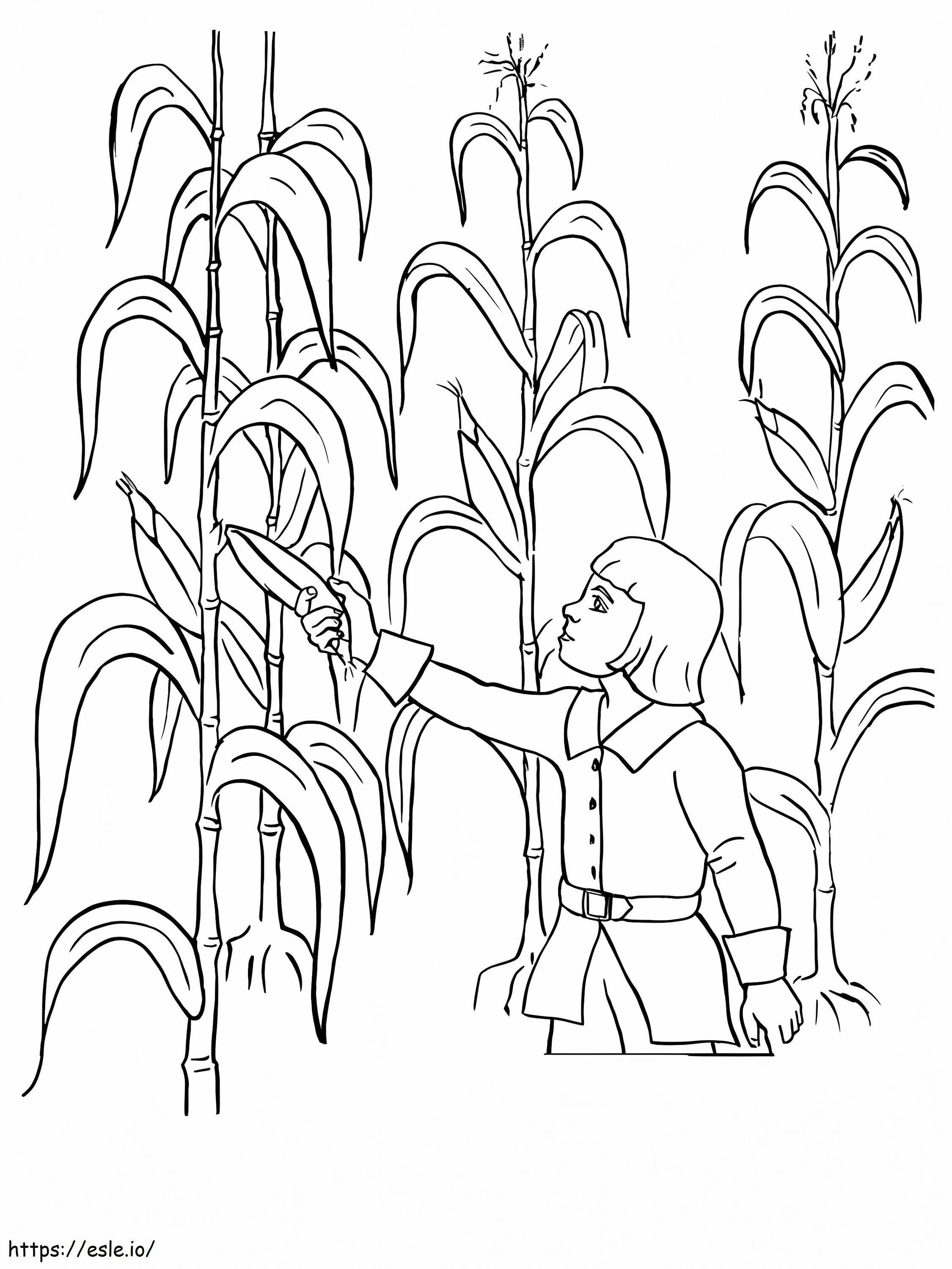 The Child Examines The Corn Husks For Coloring coloring page