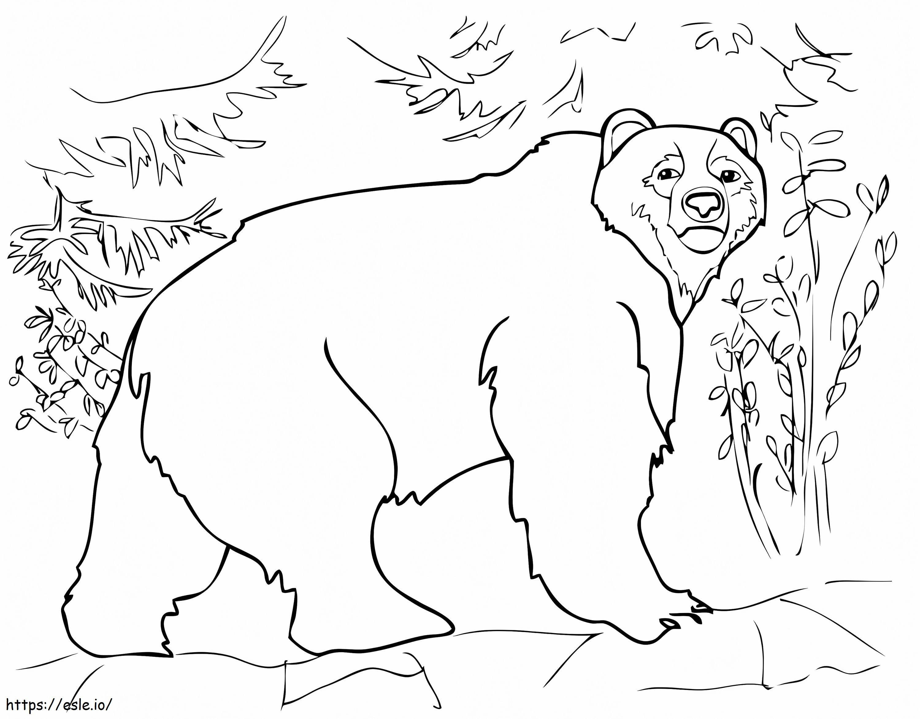 Beruang Kode Gambar Mewarnai
