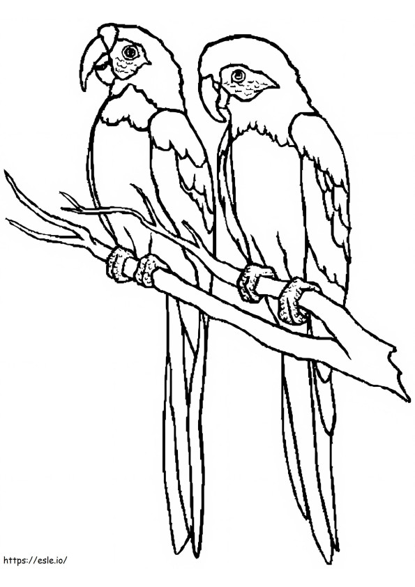 Desenho de dois papagaios para colorir