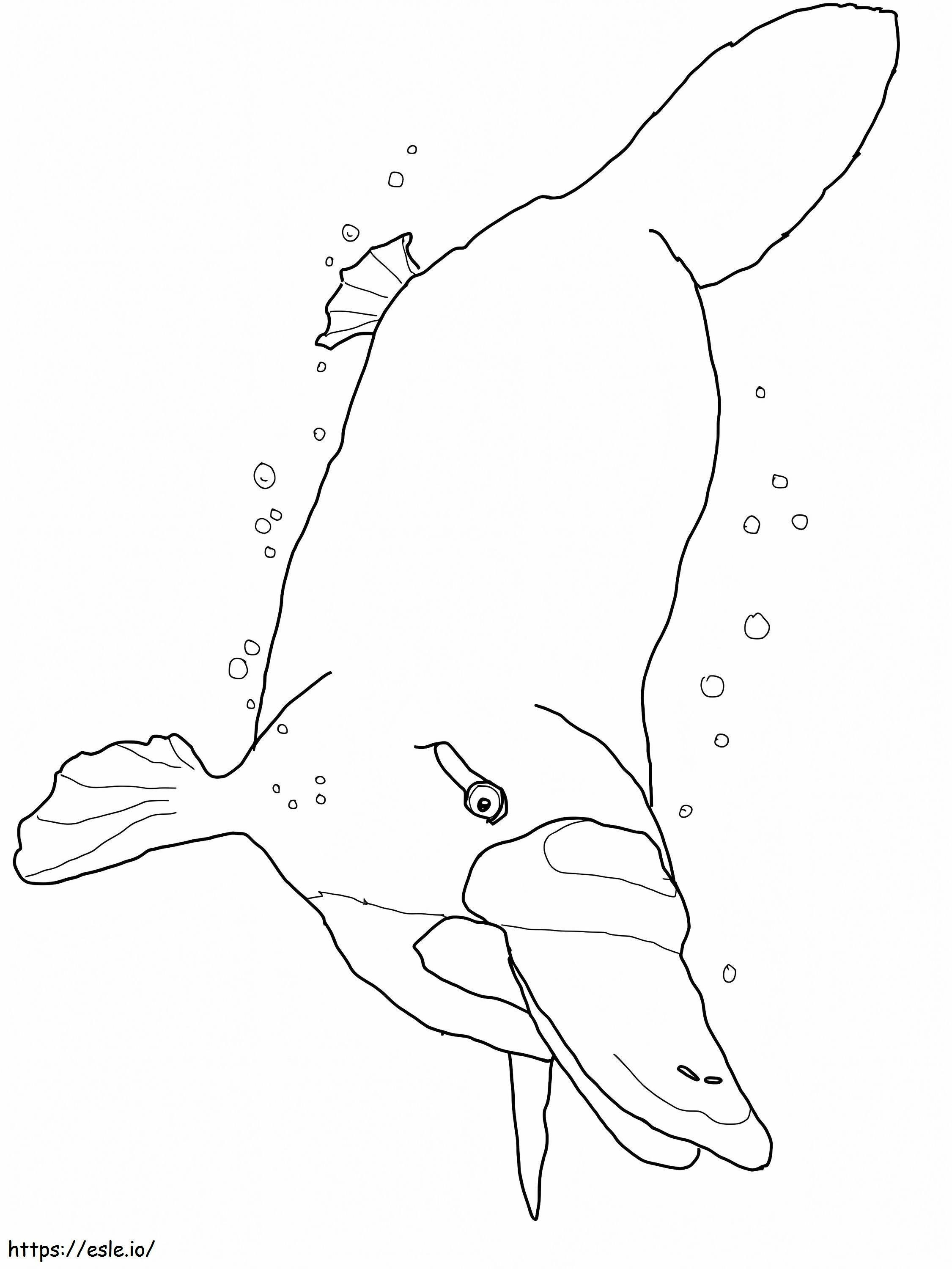 Platypus Sub apă de colorat